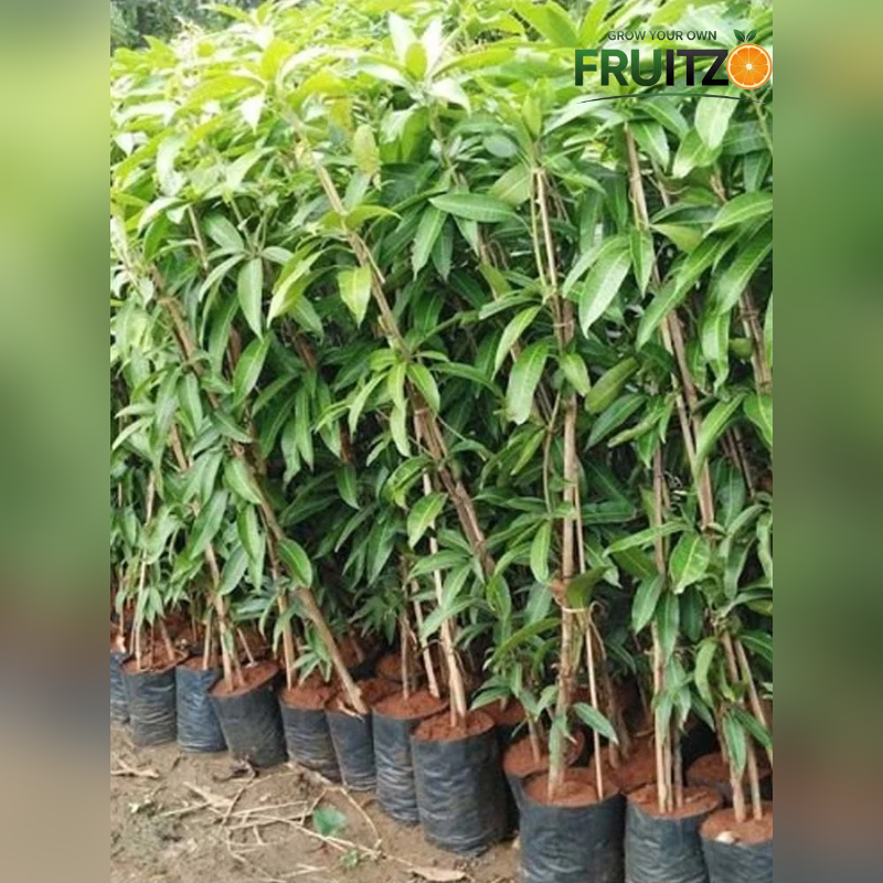 Premium Hybrid Sweet Peach Live Plant (Prunus persica) for Home & Terrace Gardening
