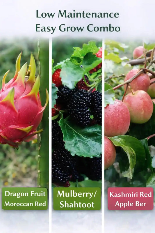 Low Maintenance Easy Grow Combo Grafted & Healthy Plants for Home & Terrace Gardening