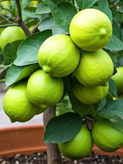 Kolkata Pati Lemon Grafted Plant for Home & Terrace Gardening