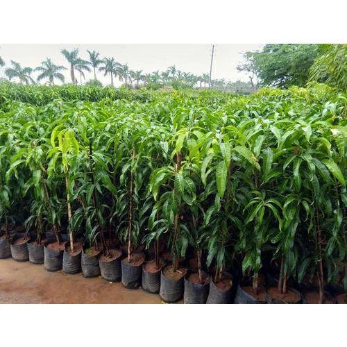 Dasheri Grafted Mango Plant 1.5 - 2 Feet