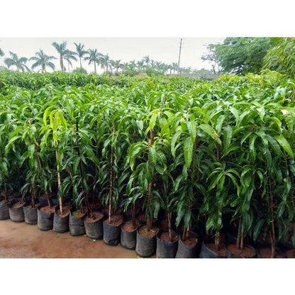 Dasheri Grafted Mango Plant 1.5 - 2 Feet
