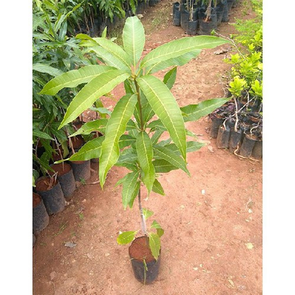 Alfanso Mango Grafted Plant ( 1.5 - 2 feet )