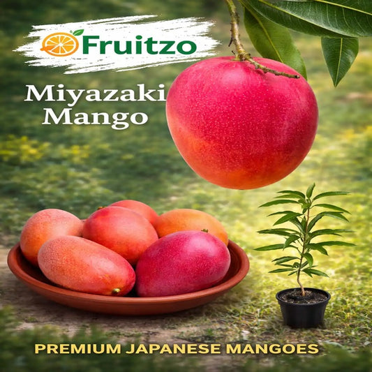 Japanese Miyazaki Mango for Home & Terrace Gardening