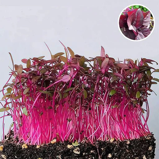 microgreens amranthus seeds
