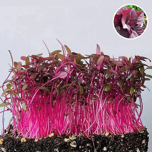 microgreens amranthus seeds