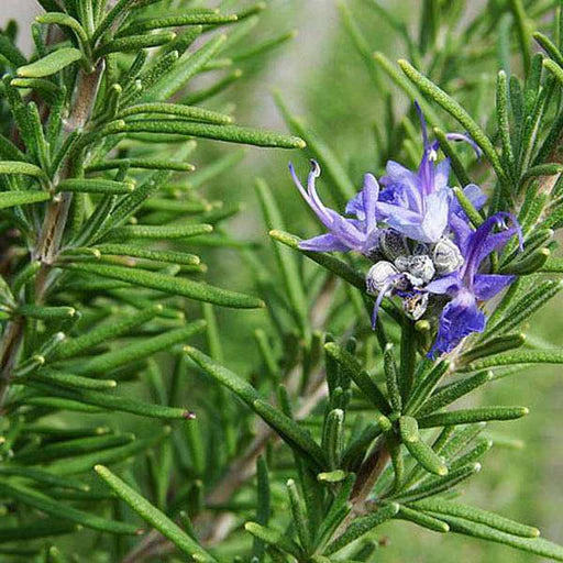 Rosemary seeds for Home & Terrace Gardening