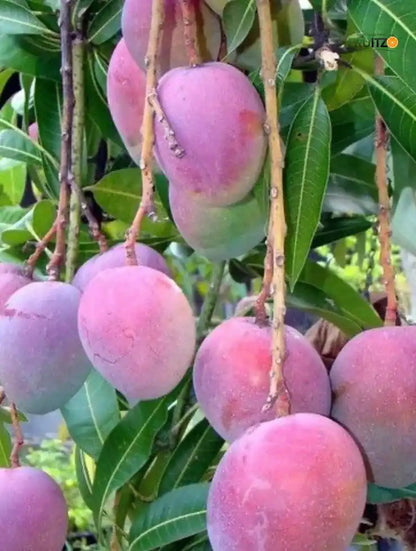 Pusa Arunika Grafted Mango Plant For Home & Terrace Gardening