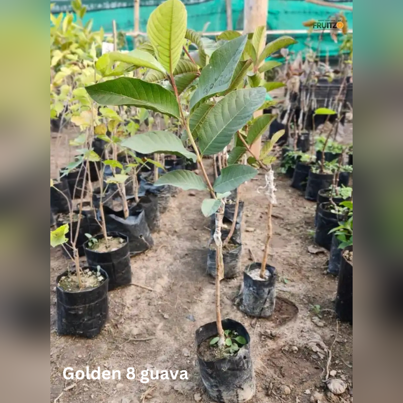 Natural Vitamin Rich Trio Grafted & Healthy Plants  for Home & Terrace Gardening(1.5--2.5'ft)