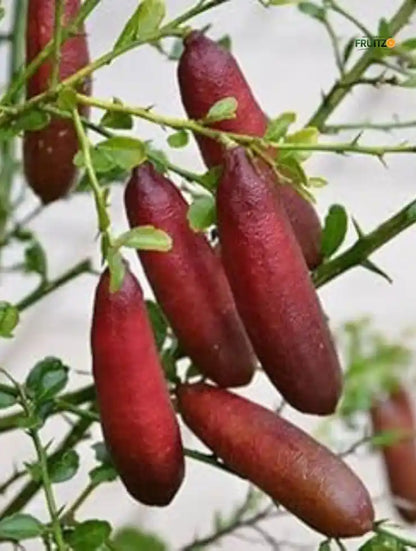 Red Finger Orange Grafted Plant For Home | Terrace Gardening