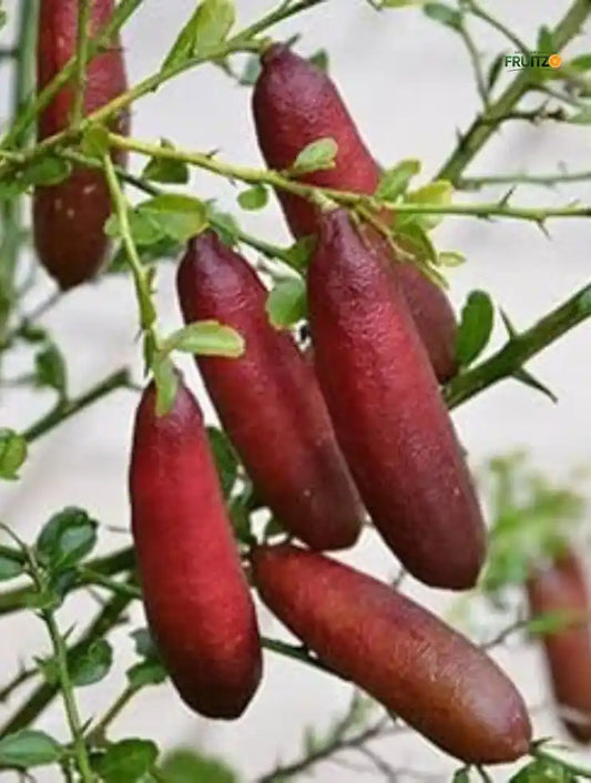 Red Finger Orange Grafted Plant For Home | Terrace Gardening