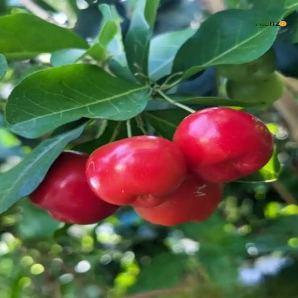 Barbados Cherry Grafted Plant 1.5 - 2 Feet
