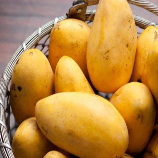 Brunei King Mango Grafted Live Plant for Home & Terrace Gardening