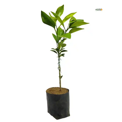 Nagpur Orange Grafted Plant 1.5-2 Feet for Indian Homes and Gardens