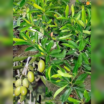 Sweet Olive Grafted Plant for Home & Terrace Gardening