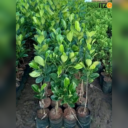 Red Jack Fruit Plant (All-season fruits) Grafted for Home & Terrace Gardening