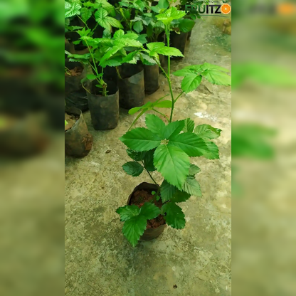 Black Berry Grafted Fruit Plant  for Home & Terrace Gardening