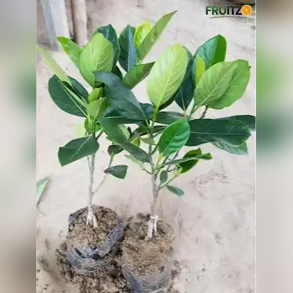 Red Jack Fruit Plant (All-season fruits) Grafted for Home & Terrace Gardening