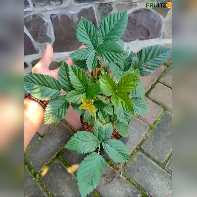Black Berry Grafted Fruit Plant  for Home & Terrace Gardening