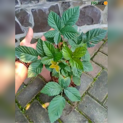 Black Berry Grafted Fruit Plant  for Home & Terrace Gardening