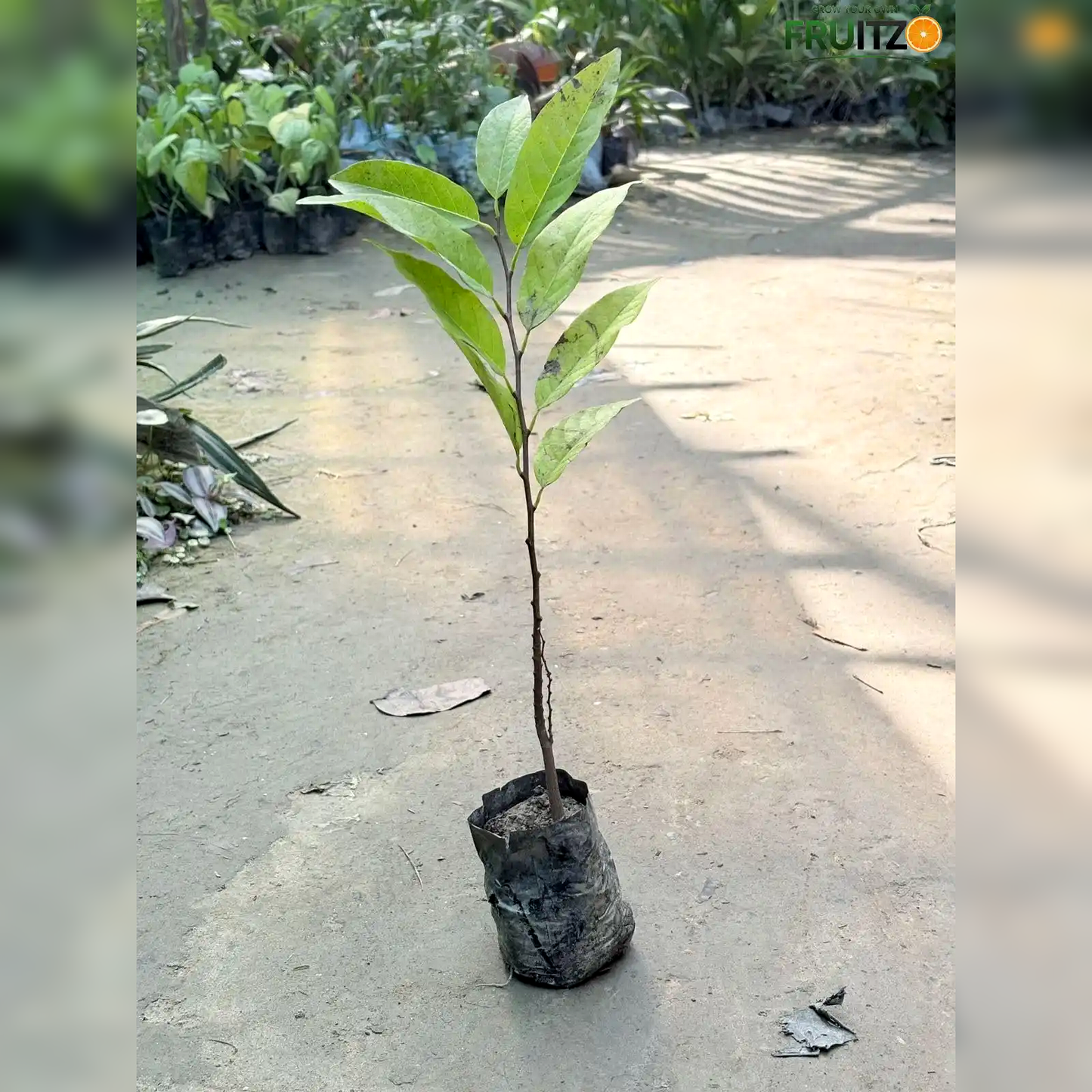 Red Custard Apple Grafted Plant for Home & Terrace Gardening