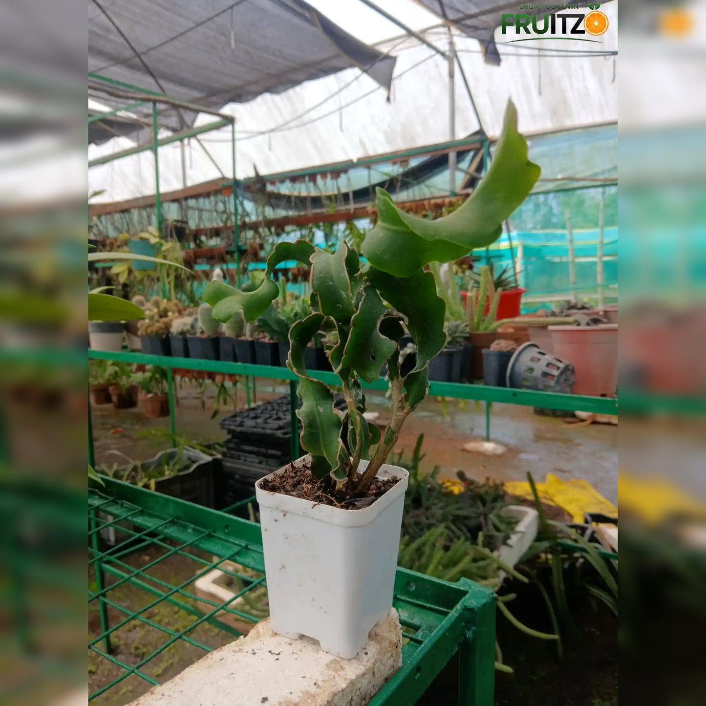Dragon Fruit (Mini) Indoor Plant