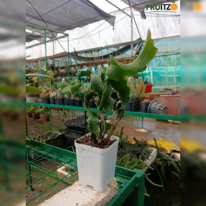 Dragon Fruit (Mini) Indoor Plant