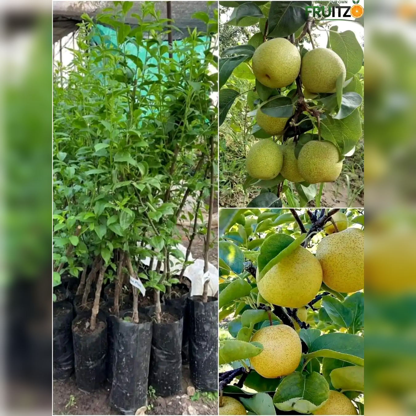 Premium Hybrid Pear (Naspati) Grafted Plant