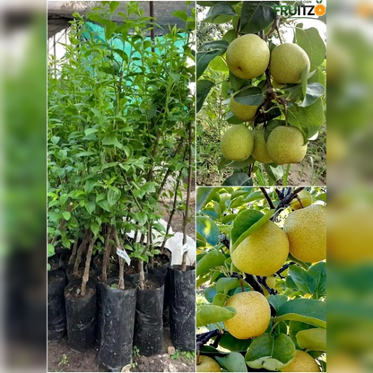 Premium Hybrid Pear (Naspati) Grafted Plant