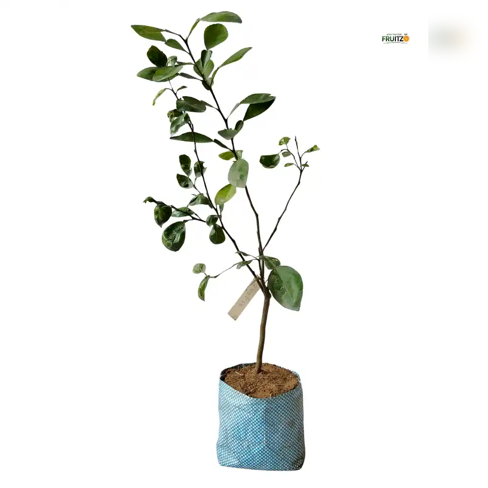 Kaffir lime Grafted Plant For Home | Terrace Gardening