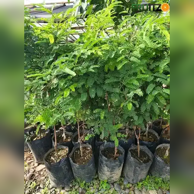 Red Sweet Imli Fruit Plant (Grafted)  for Home & Terrace Gardening
