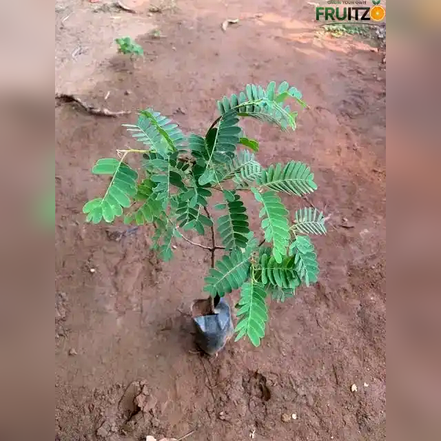 Red Sweet Imli Fruit Plant (Grafted)  for Home & Terrace Gardening