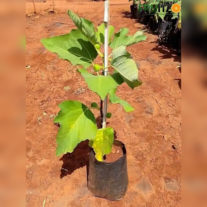 Red Khurtmani Israel Fig Grafted Plant for Home & Terrace Gardening