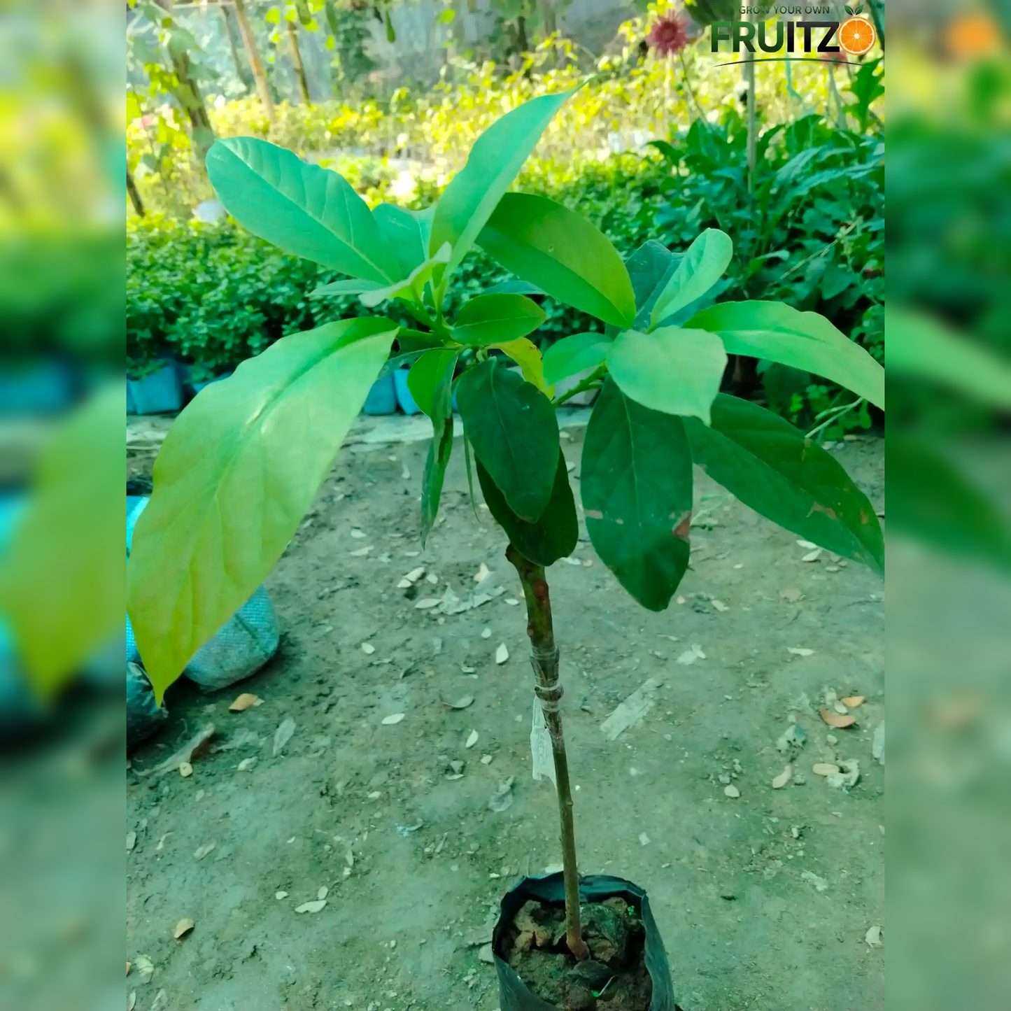 Avocado Grafted Fruit Plant  for Home & Terrace Gardening