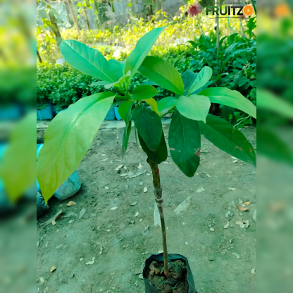 Avocado Grafted Fruit Plant  for Home & Terrace Gardening