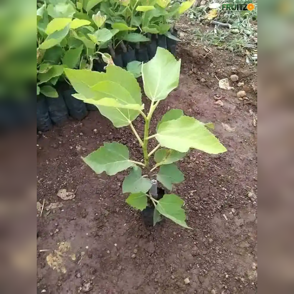 Red Khurtmani Israel Fig Grafted Plant for Home & Terrace Gardening