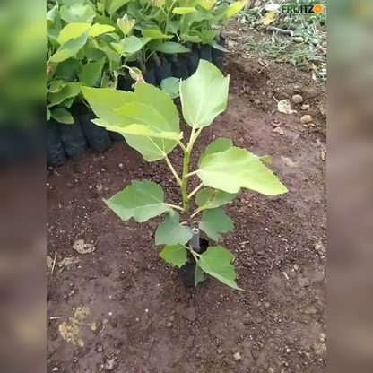 Red Khurtmani Israel Fig Grafted Plant for Home & Terrace Gardening
