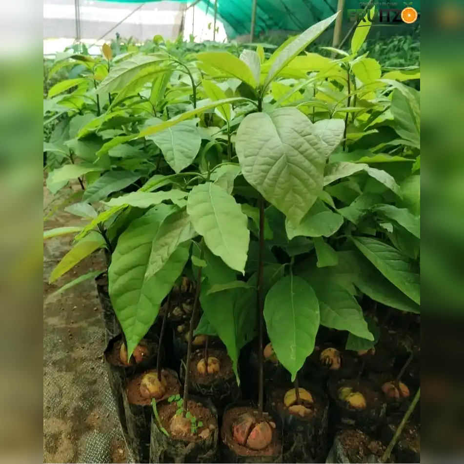 Avocado Grafted Fruit Plant  for Home & Terrace Gardening