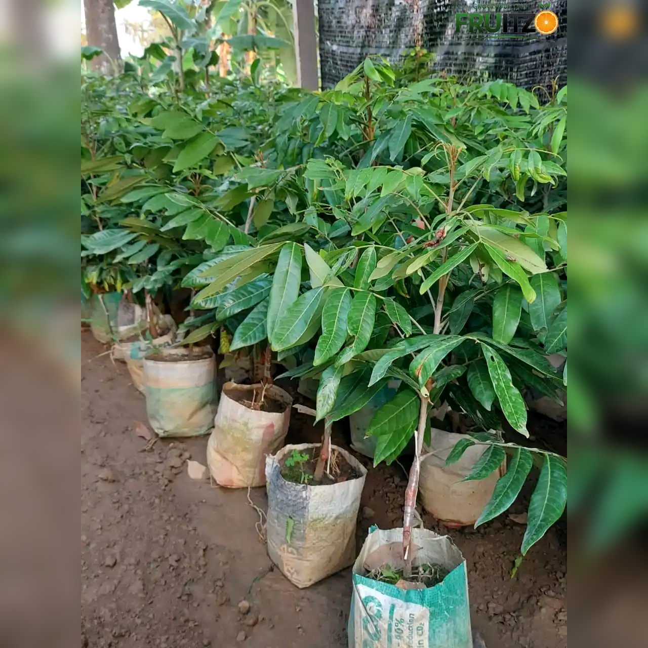 White Longon Grafted Fruit Plant For Home | Terrace Gardening
