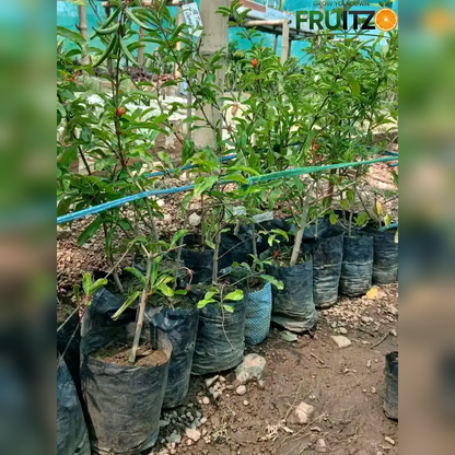 Super Bhagwa Anar (Grafted) Plant for Home & Terrace Gardening