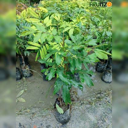 White Longon Grafted Fruit Plant For Home | Terrace Gardening