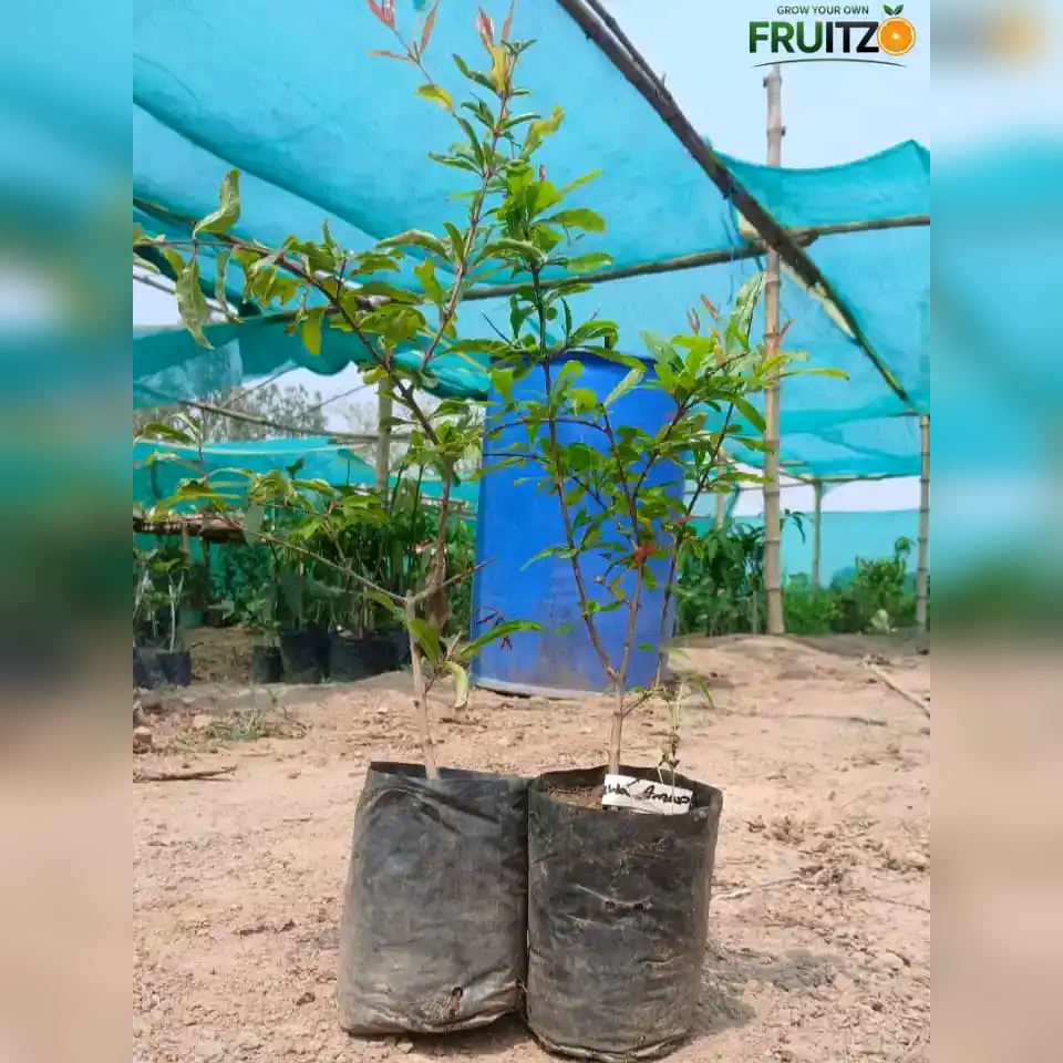 Super Bhagwa Anar (Grafted) Plant for Home & Terrace Gardening