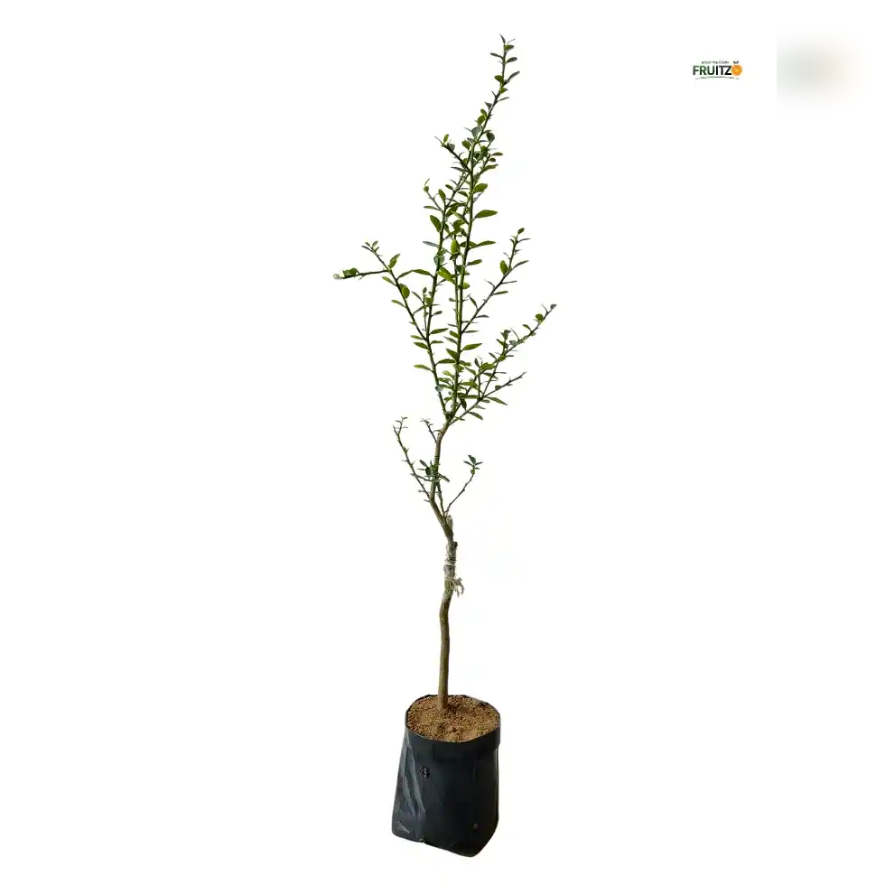Red Finger Orange Grafted Plant For Home | Terrace Gardening