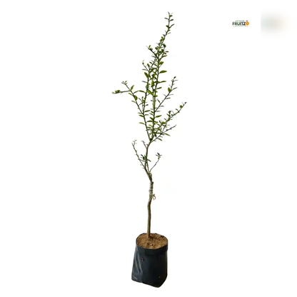 Red Finger Orange Grafted Plant For Home | Terrace Gardening