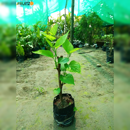 Long Mulberry Grafted Plant  for Home & Terrace Gardening