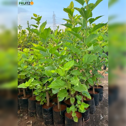 Long Mulberry Grafted Plant  for Home & Terrace Gardening