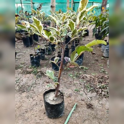 Variegated Guava Grafted Plant For Home And Terrace Gardening