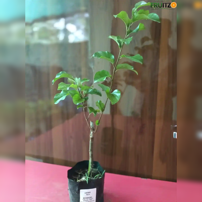 Manila Cherry Grafted Fruit Plant for Home & Terrace Gardening