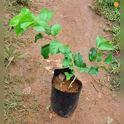 Manila Cherry Grafted Fruit Plant for Home & Terrace Gardening