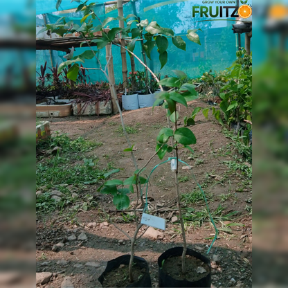 Black Surinam Cherry Grafted Plant For Home And Terrace Garden