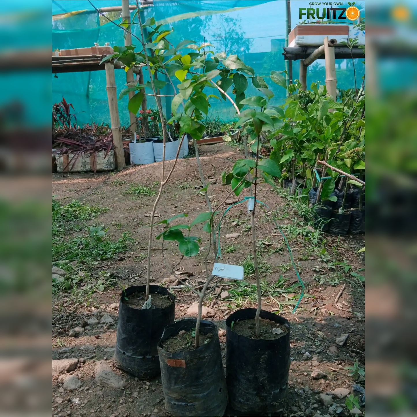 Black Surinam Cherry Grafted Plant For Home And Terrace Garden